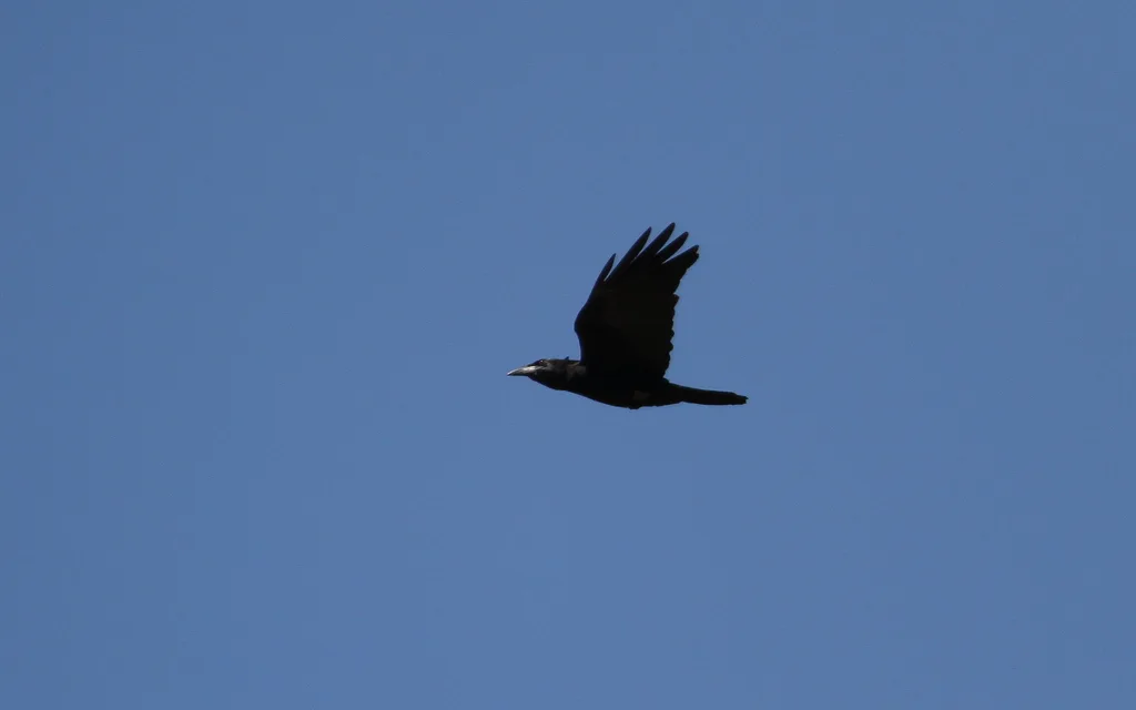 古巴鸦(Corvus nasicus)
