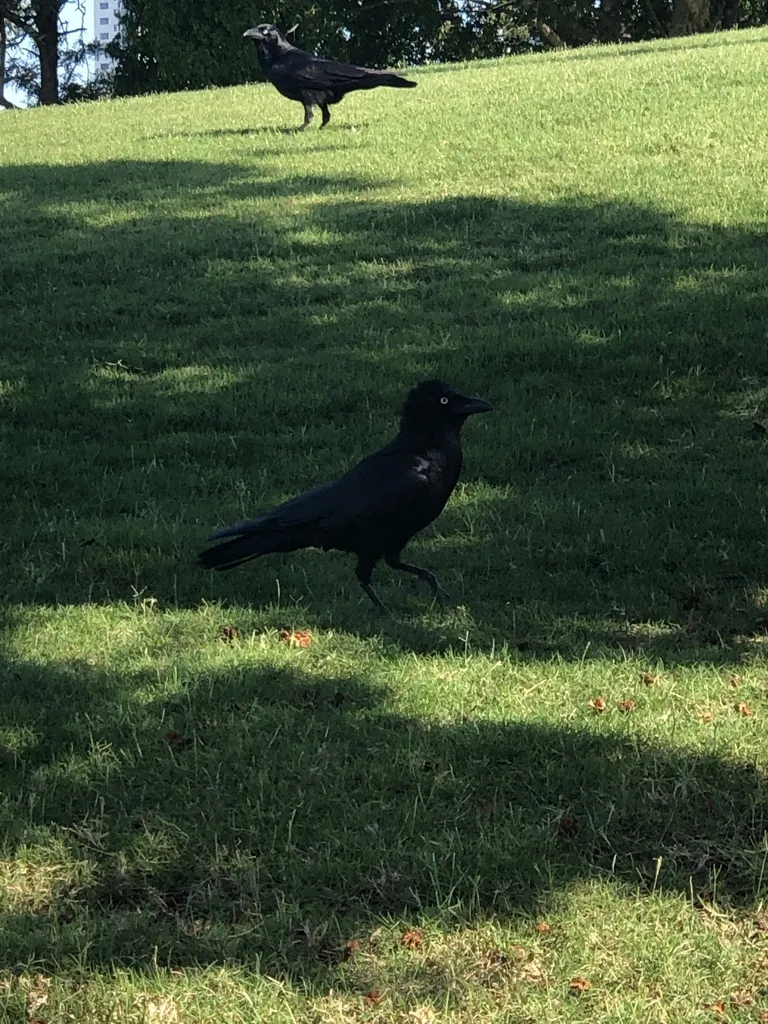 澳洲鸦(Corvus orru)