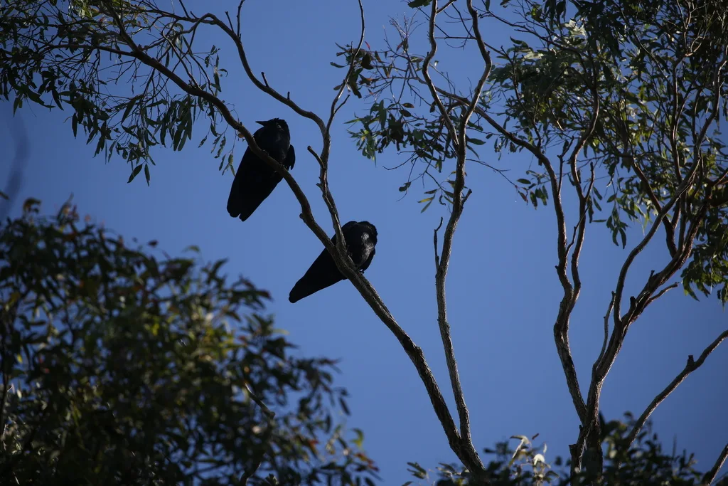 澳洲鸦(Corvus orru)