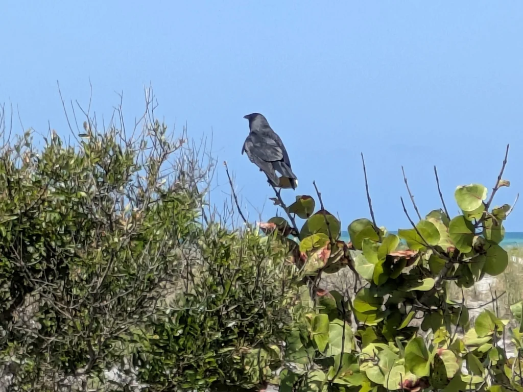鱼鸦(Corvus ossifragus)
