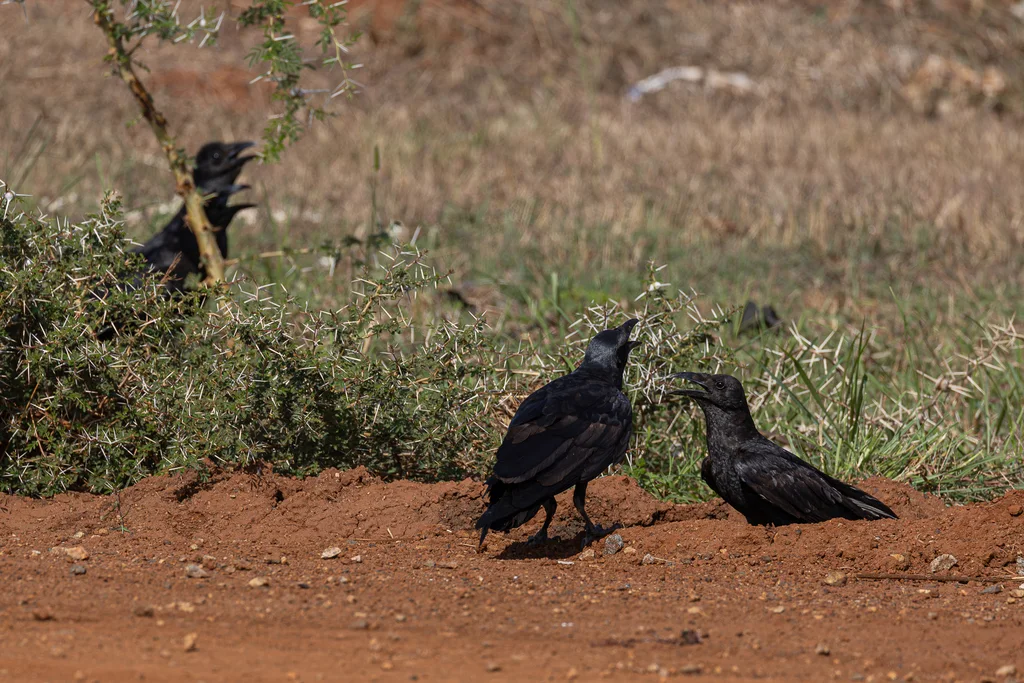 扇尾渡鸦(Corvus rhipidurus)