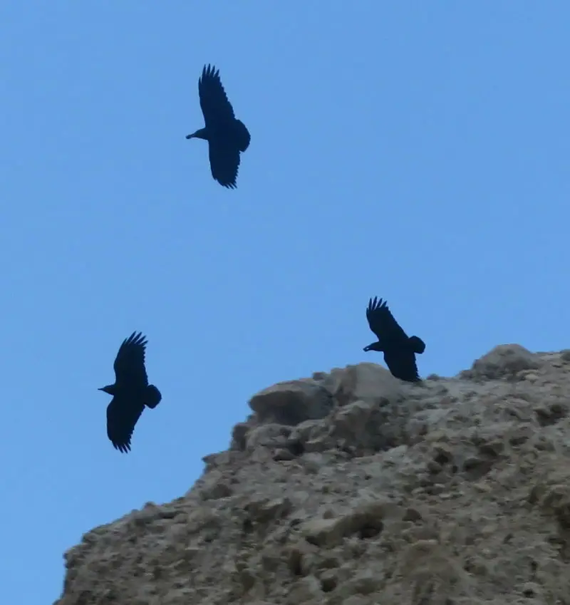 扇尾渡鸦(Corvus rhipidurus)