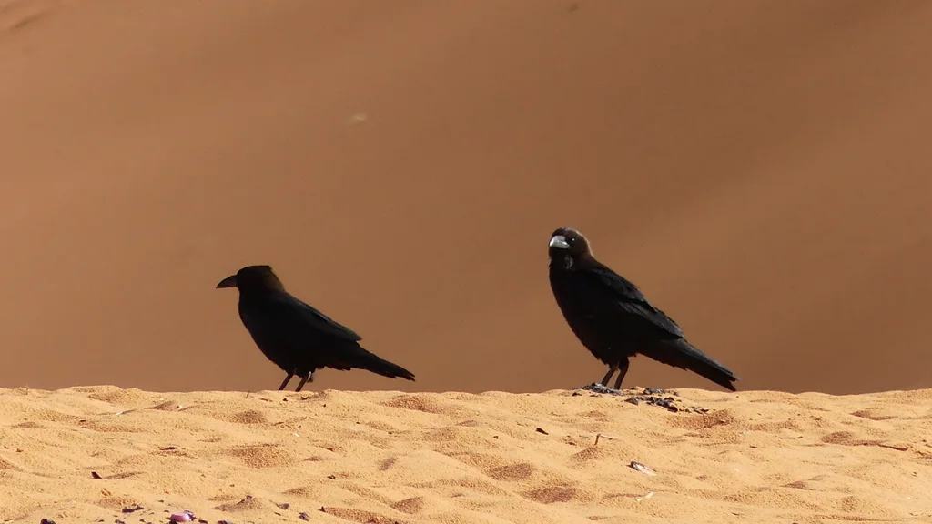 褐颈渡鸦(Corvus ruficollis)