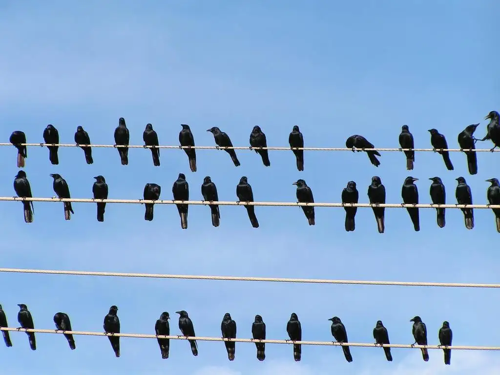西纳劳乌鸦(Corvus sinaloae)