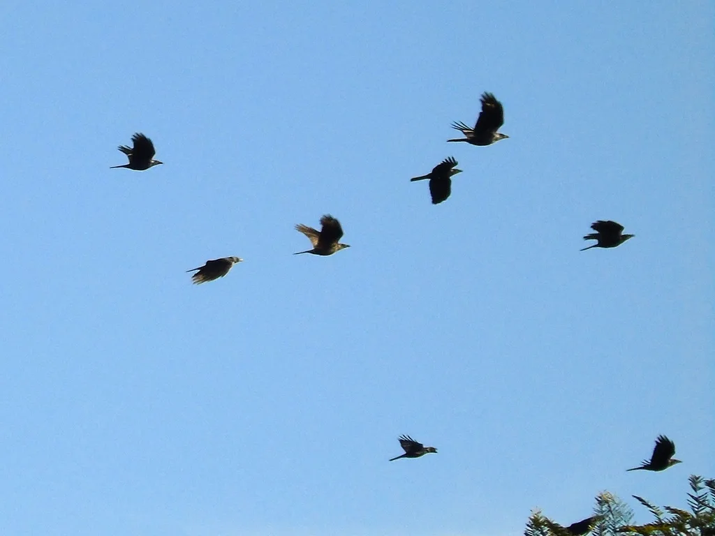 西纳劳乌鸦(Corvus sinaloae)