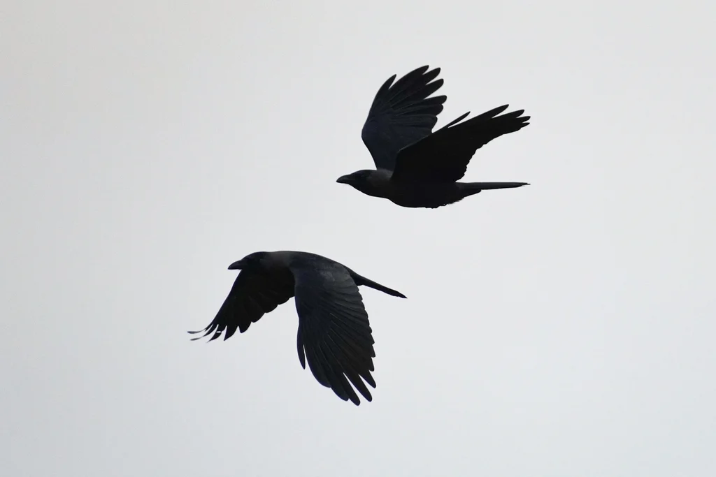 家鸦(Corvus splendens)