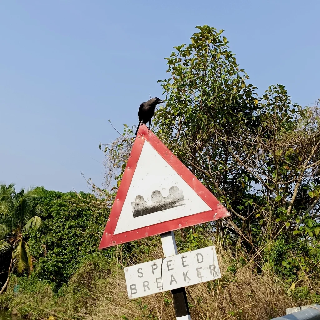 家鸦(Corvus splendens)