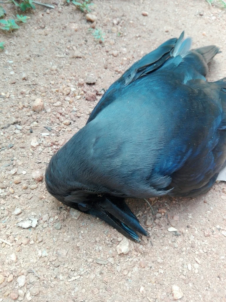 家鸦(Corvus splendens)