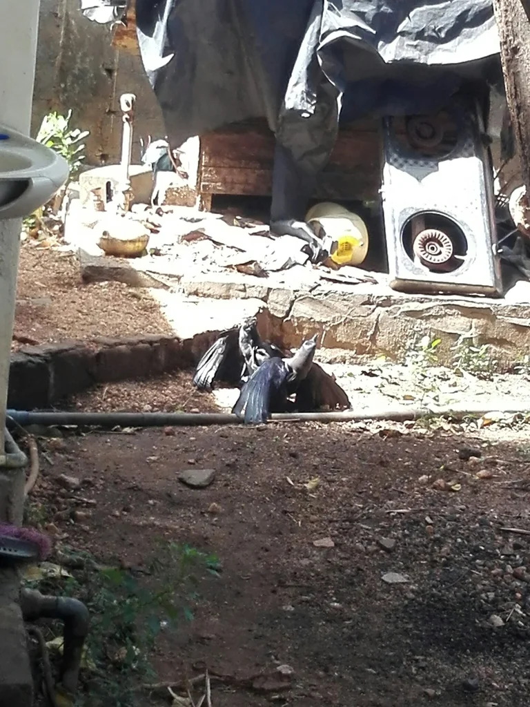 家鸦(Corvus splendens)