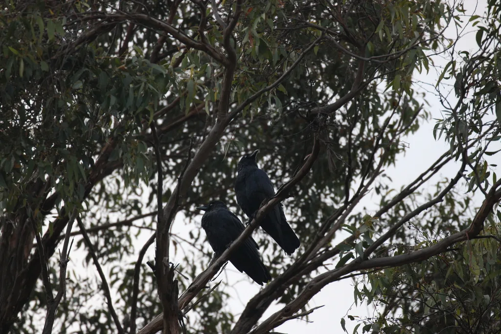 林渡鸦(Corvus tasmanicus)