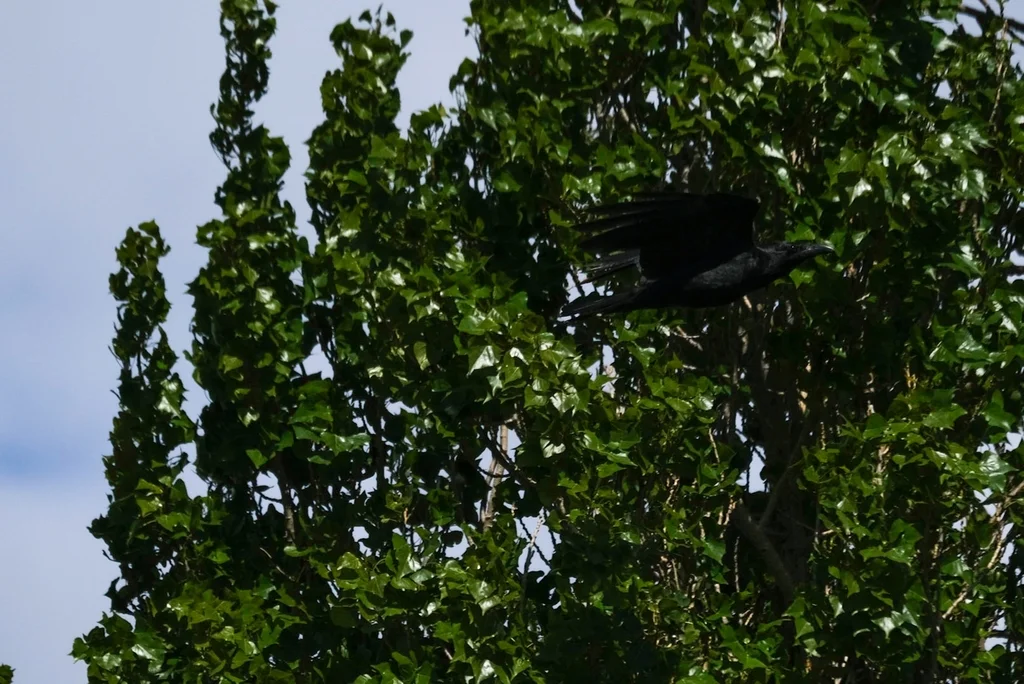 林渡鸦(Corvus tasmanicus)