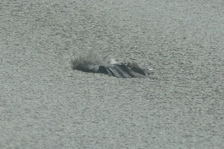 林渡鸦(Corvus tasmanicus)