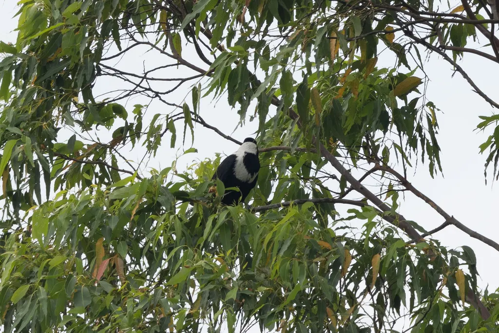 白颈鸦(Corvus torquatus)