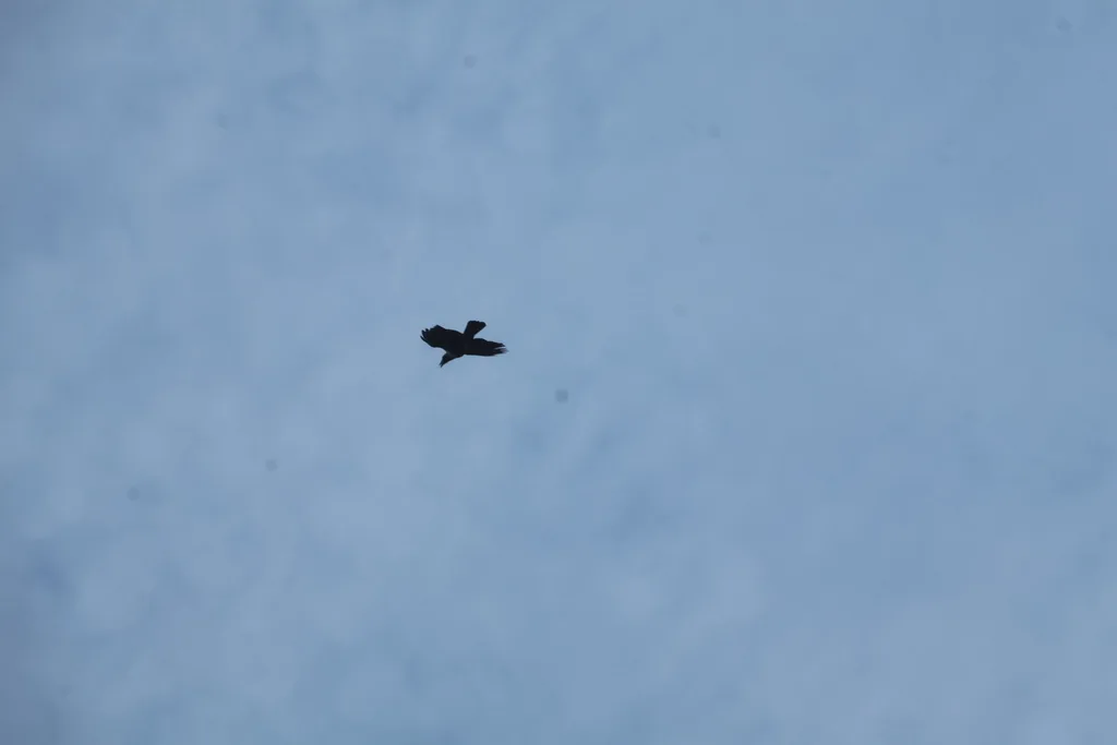 白颈鸦(Corvus torquatus)
