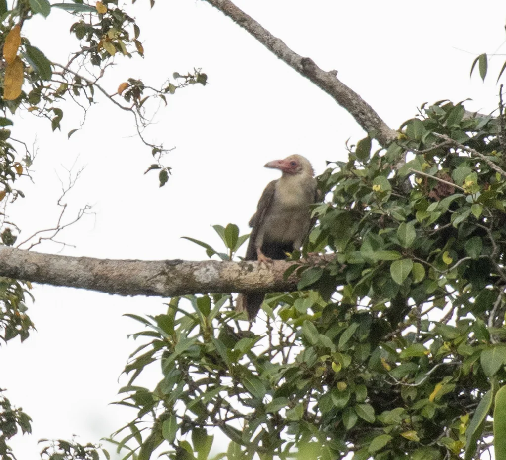 灰乌鸦(Corvus tristis)