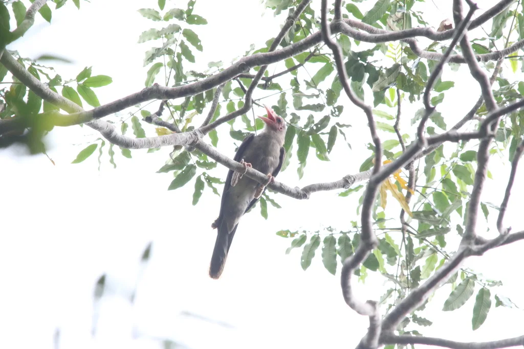 灰乌鸦(Corvus tristis)