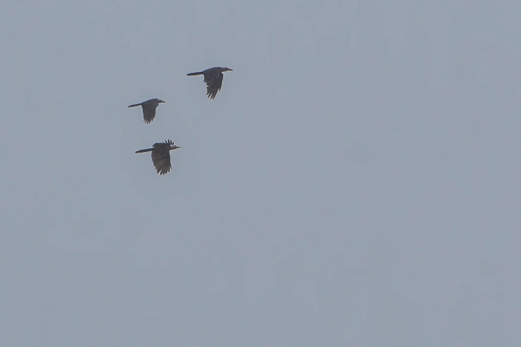 灰乌鸦(Corvus tristis)