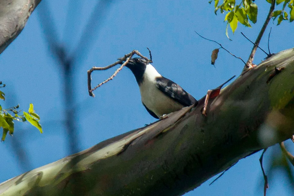 苏拉威西鸦(Corvus typicus)