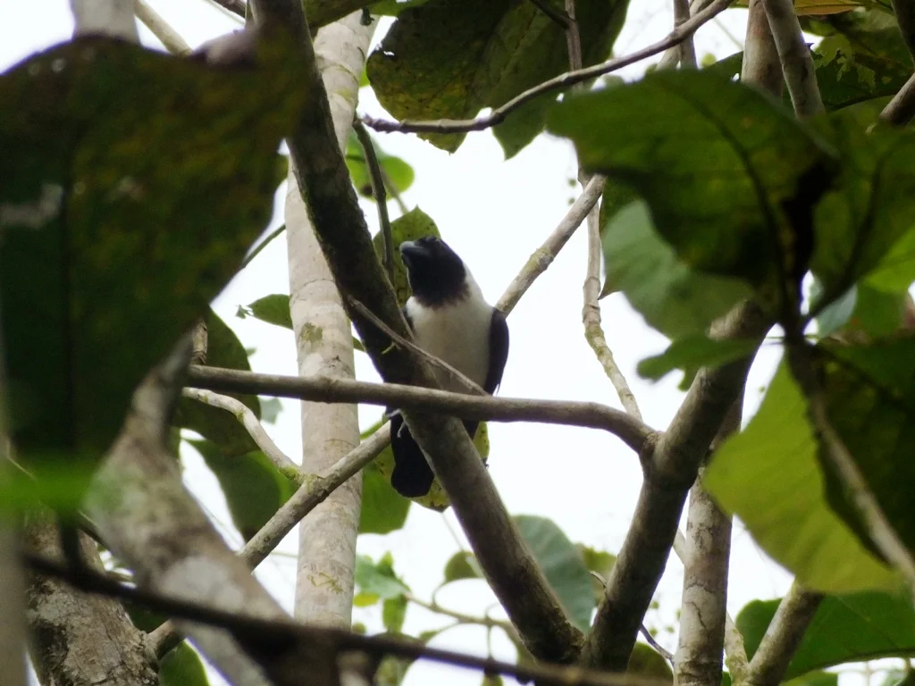 苏拉威西鸦(Corvus typicus)