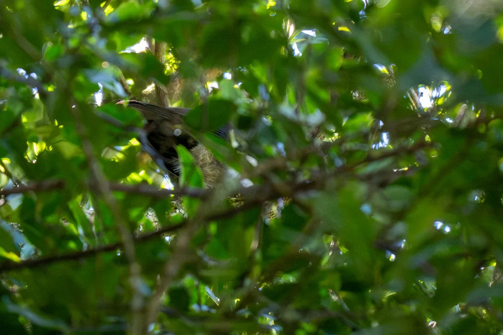 苏拉威西鸦(Corvus typicus)