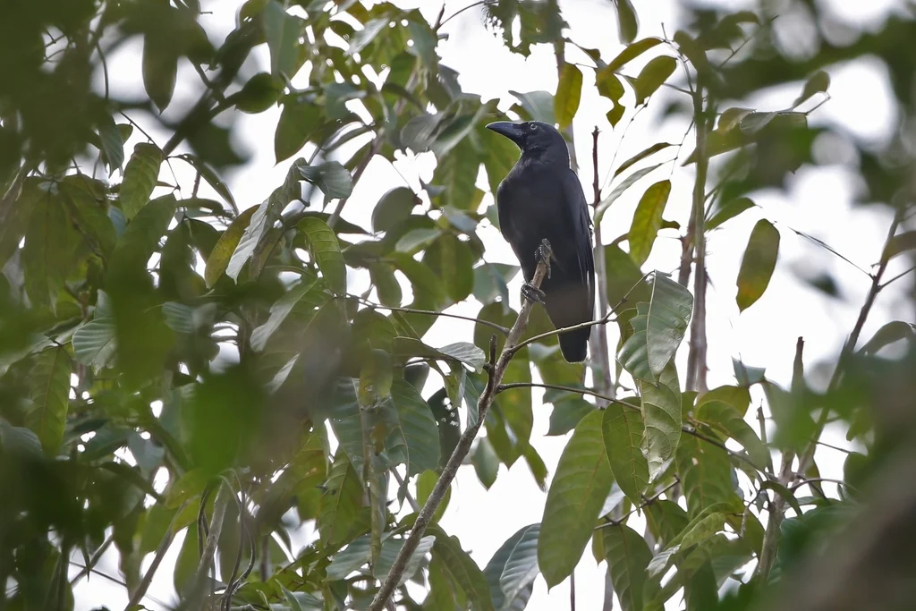 邦盖乌鸦(Corvus unicolor)