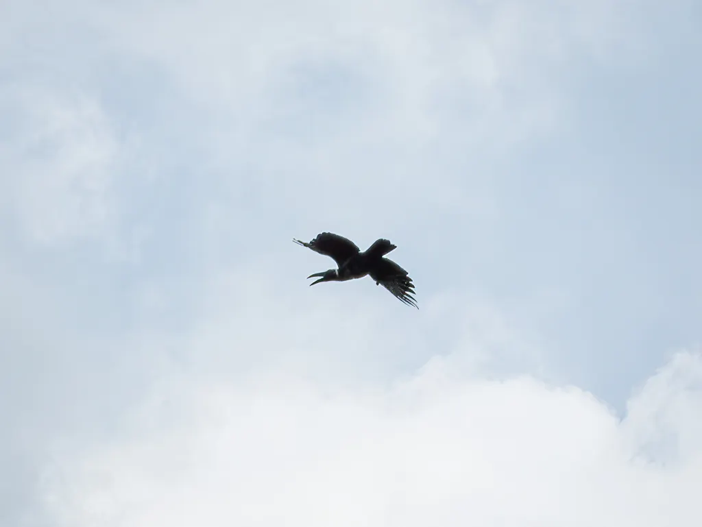 长嘴乌鸦(Corvus validus)
