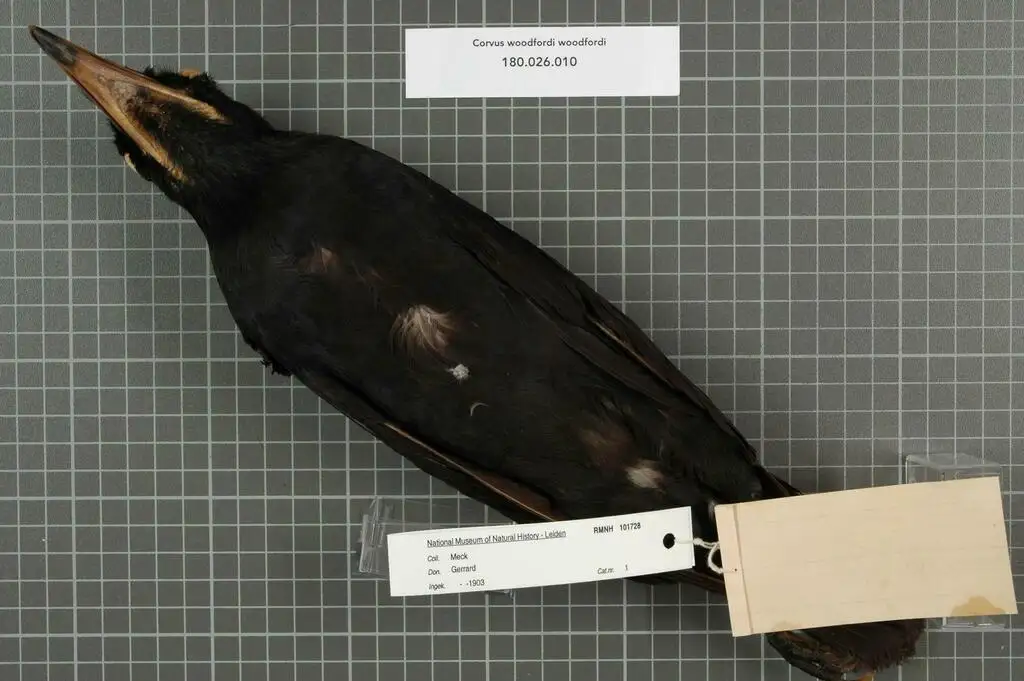 白嘴乌鸦（Corvus woodfordi）