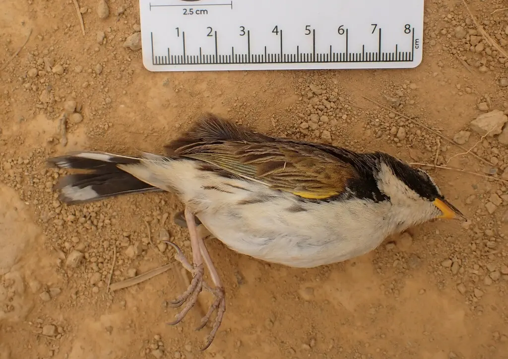 花脸雀(Coryphaspiza melanotis)