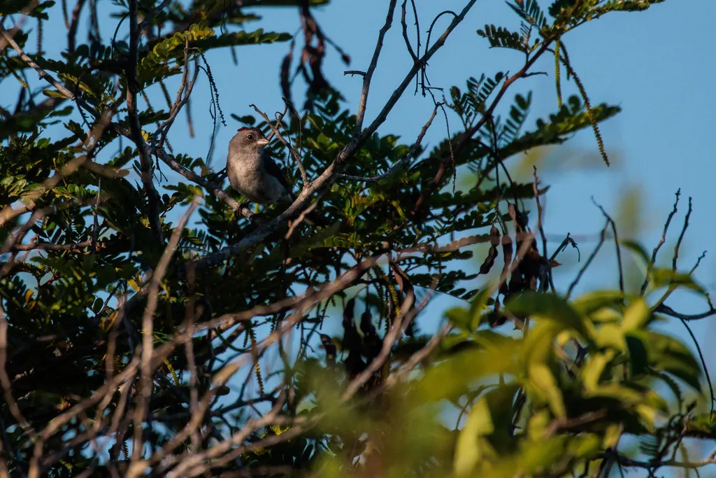 红顶雀(Coryphospingus pileatus)