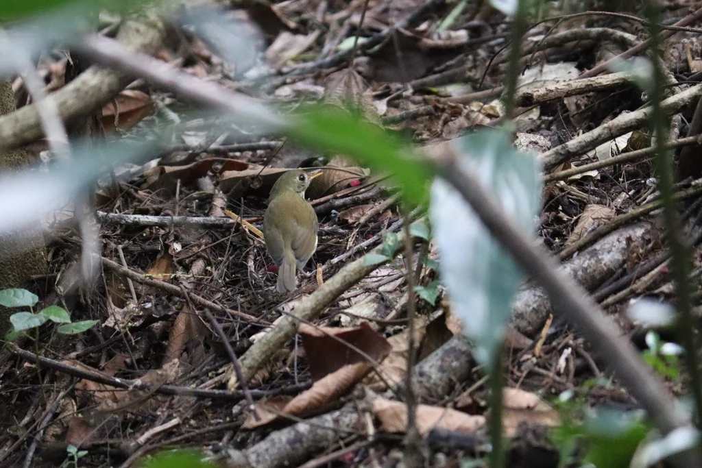 南美蚁鹨(Corythopis delalandi)