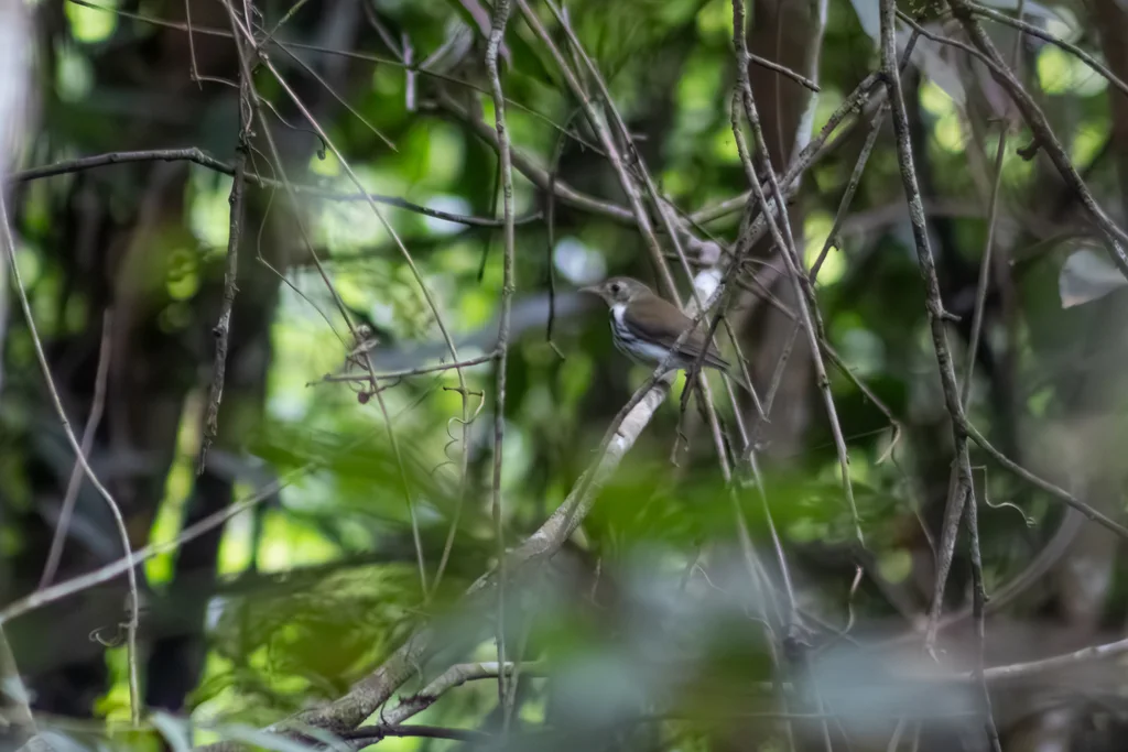 南美蚁鹨(Corythopis delalandi)