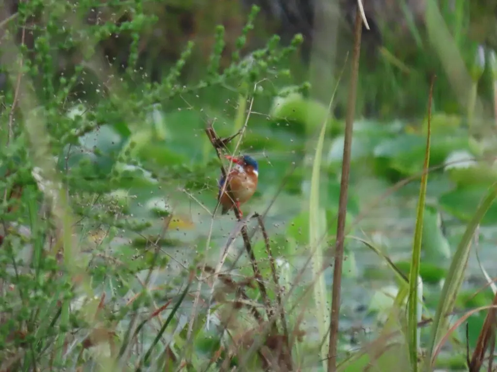 冠翠鸟(Corythornis cristatus)