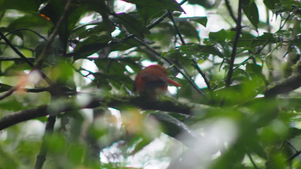 马岛小翠鸟(Corythornis madagascariensis)
