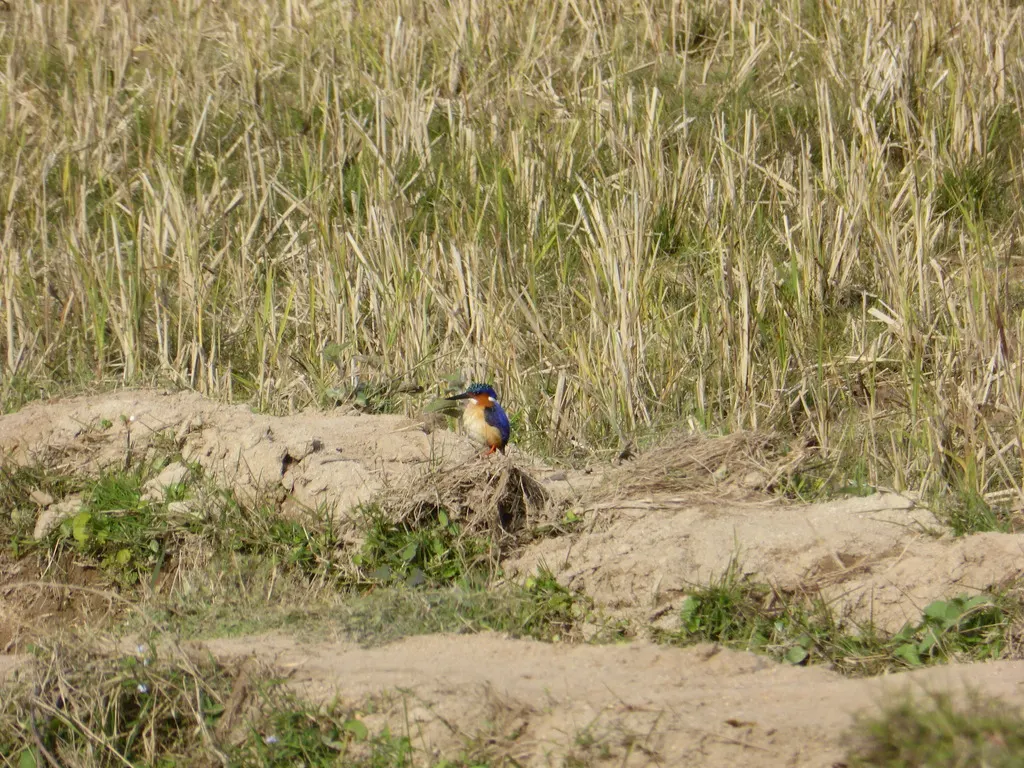 马岛翠鸟(Corythornis vintsioides)