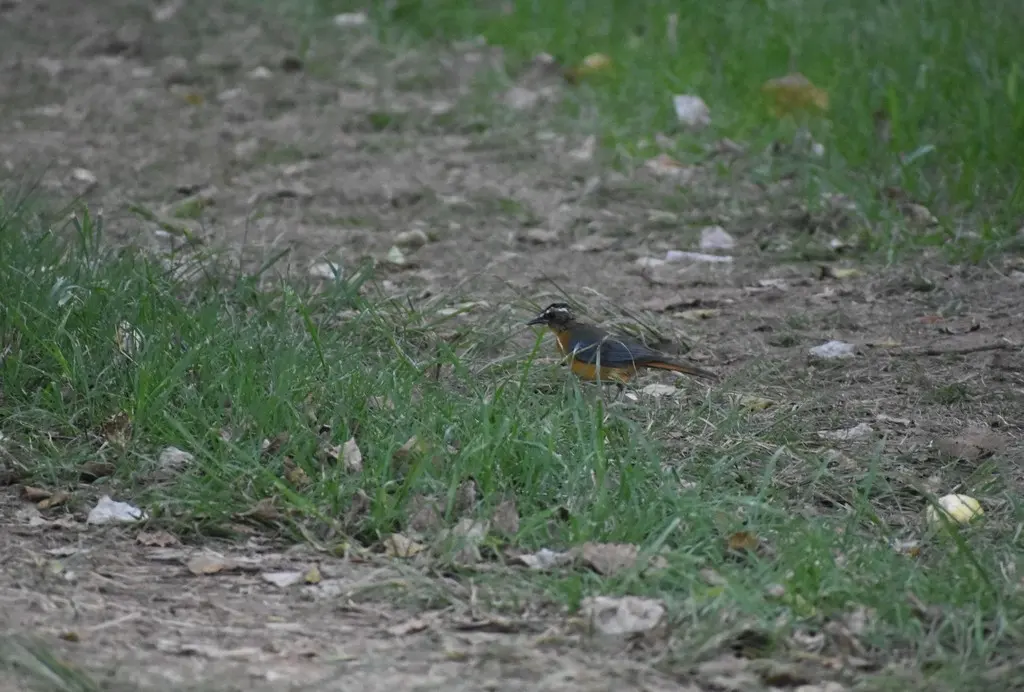 白眉歌䳭(Cossypha heuglini)