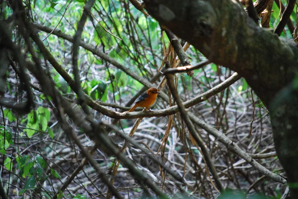 红顶歌䳭（Cossypha natalensis）