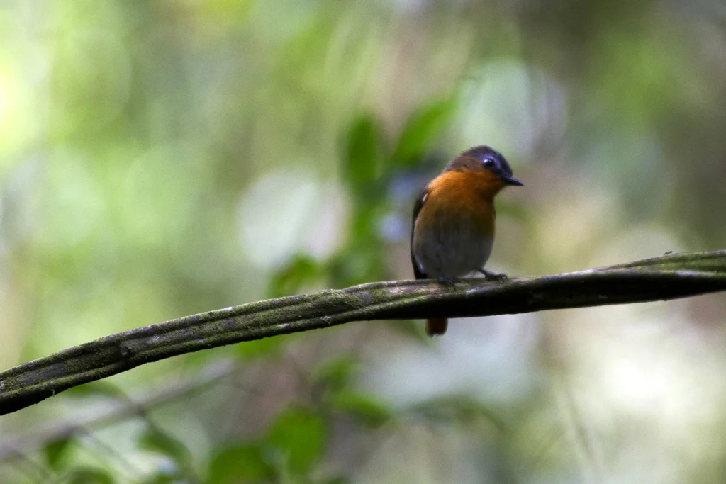 白腹歌䳭（Cossyphicula roberti）