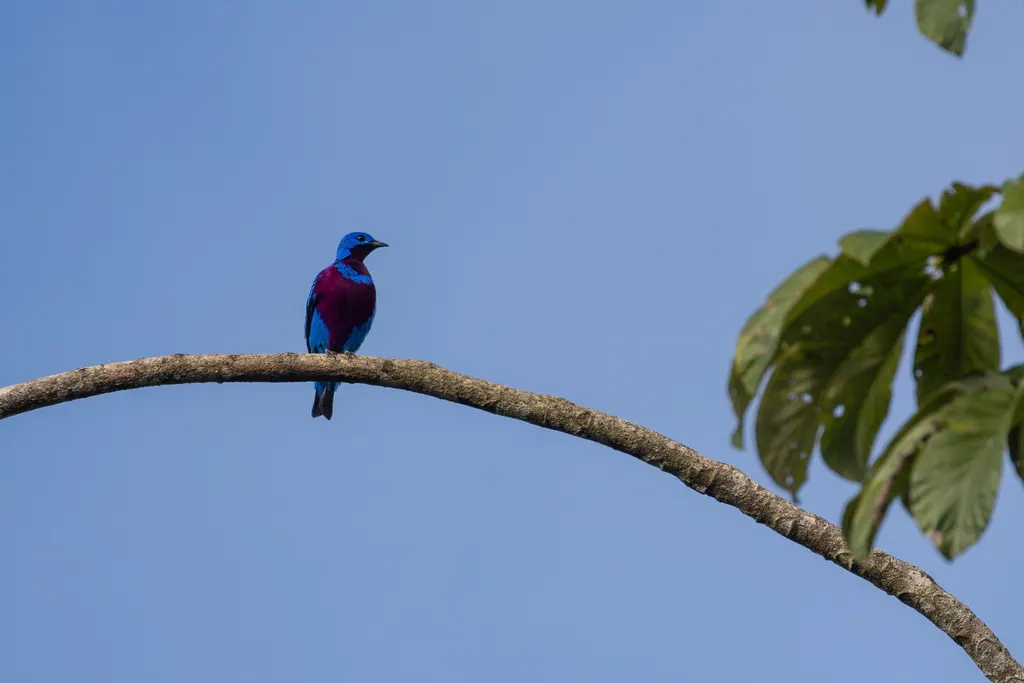 斑伞鸟(Cotinga maculata)