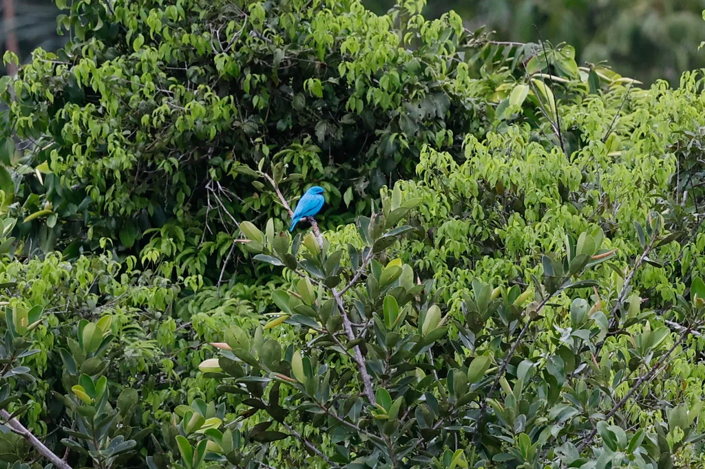 斑喉伞鸟(Cotinga maynana)