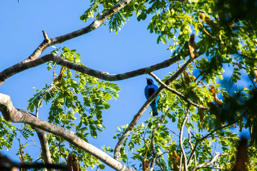 蓝伞鸟(Cotinga nattererii)