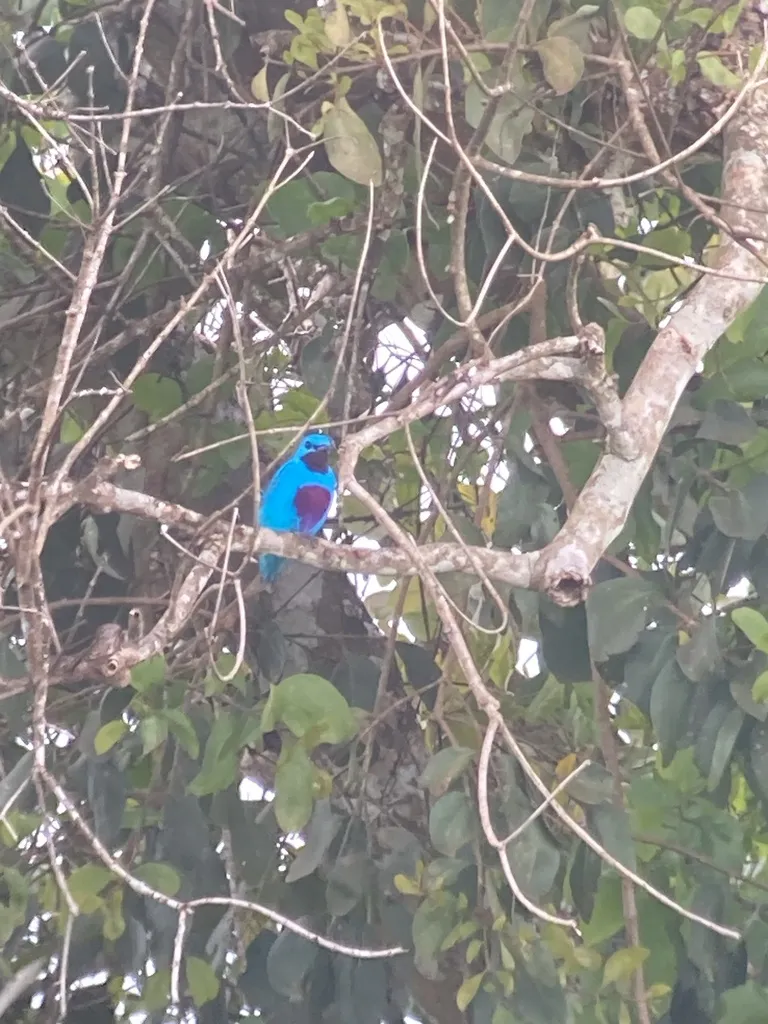 绿伞鸟(Cotinga ridgwayi)