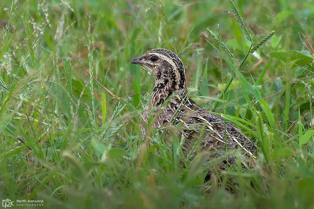 黑胸鹌鹑(Coturnix coromandelica)