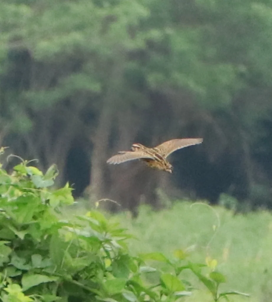 黑胸鹌鹑(Coturnix coromandelica)