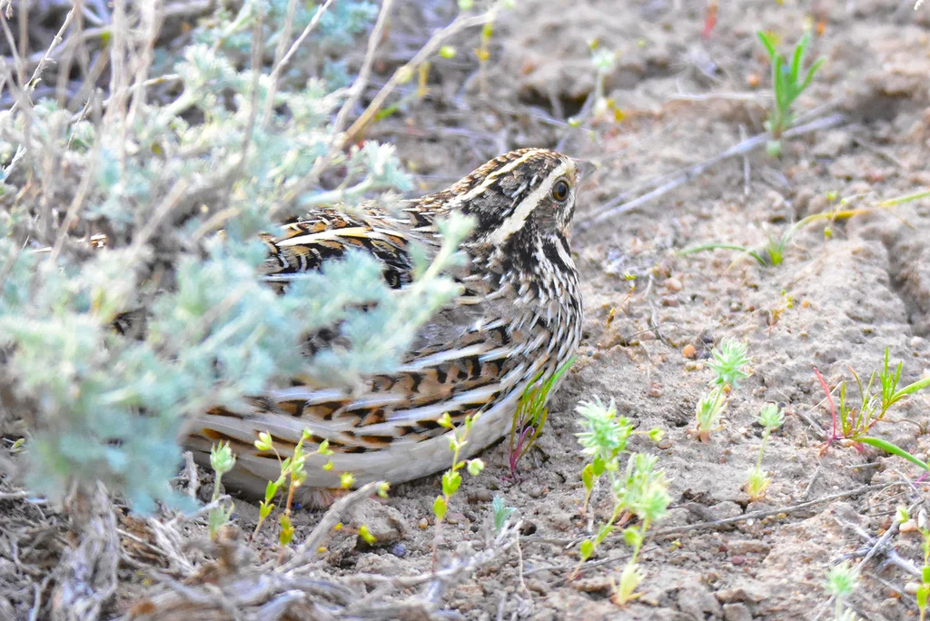 西鹌鹑(Coturnix coturnix)