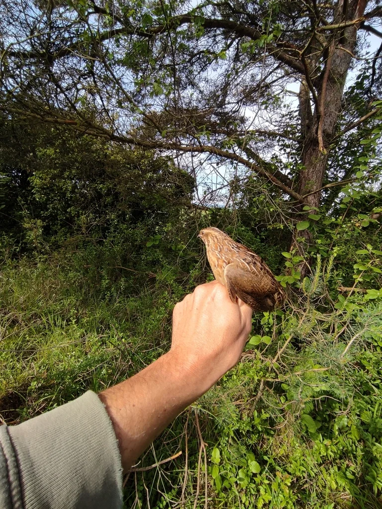 西鹌鹑(Coturnix coturnix)
