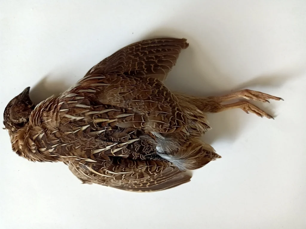 西鹌鹑(Coturnix coturnix)