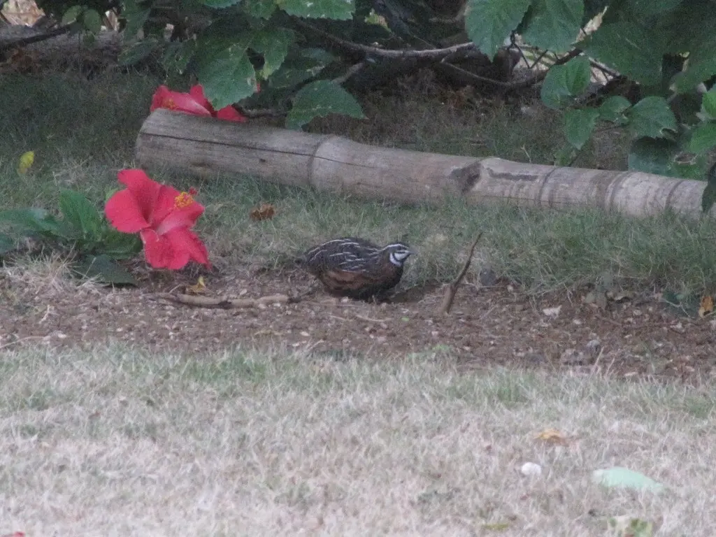 花脸鹌鹑(Coturnix delegorguei)