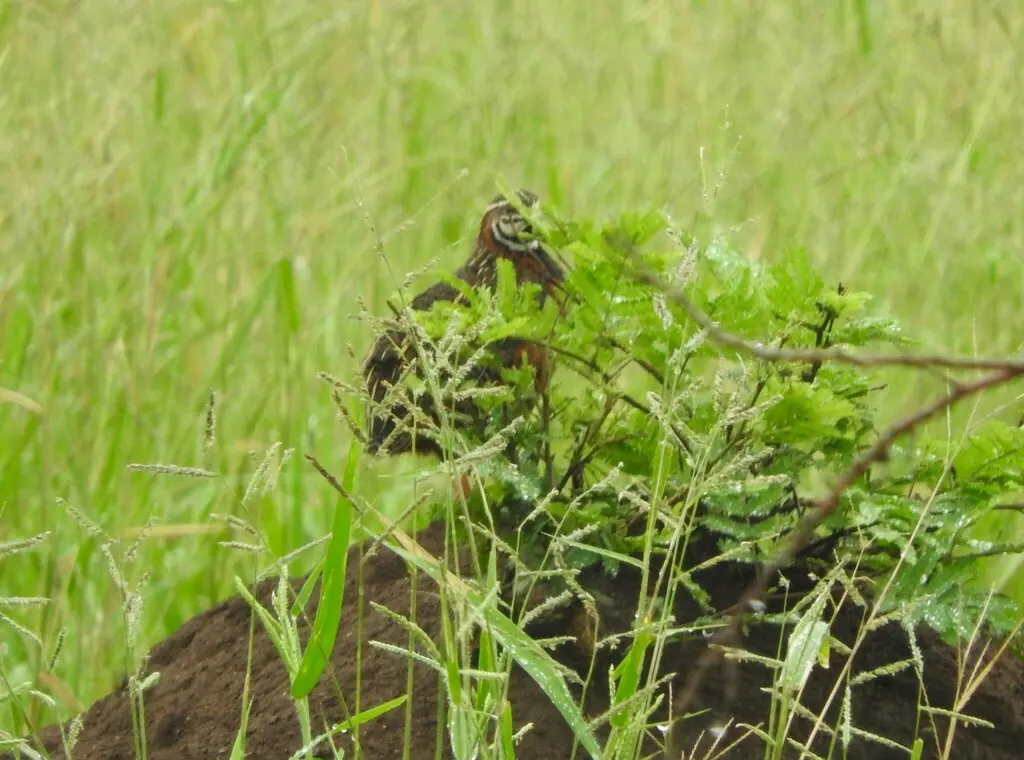 花脸鹌鹑(Coturnix delegorguei)