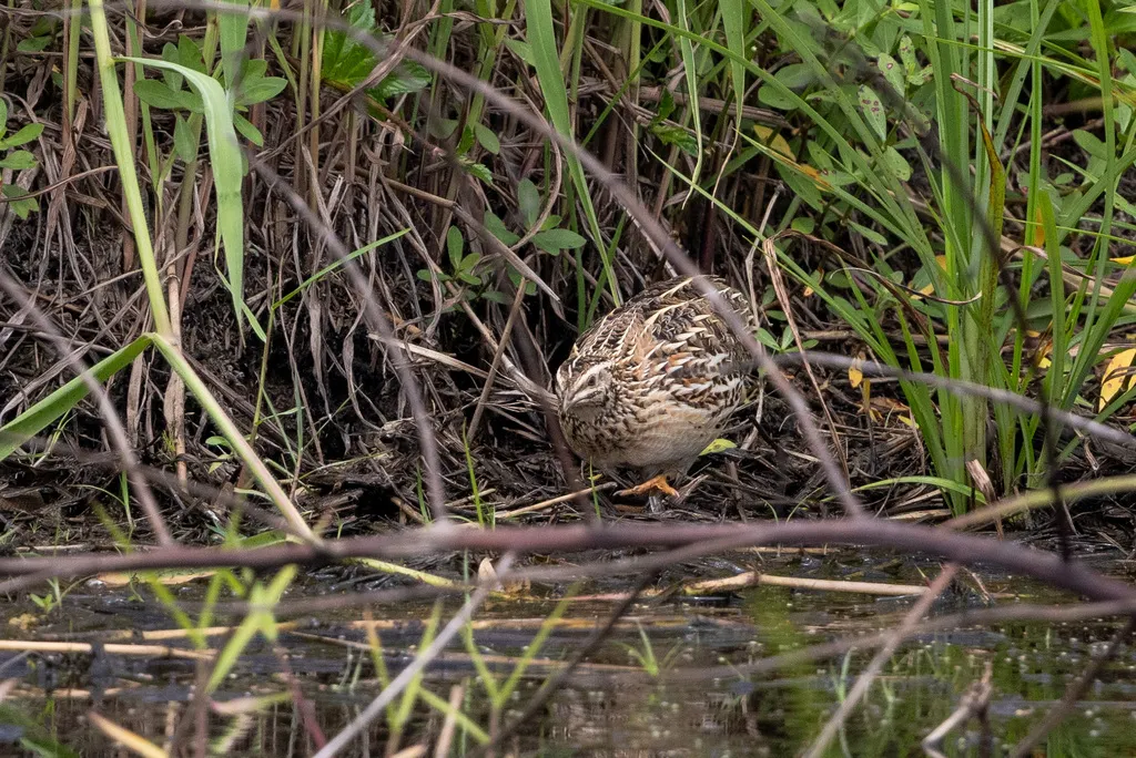 鹌鹑(Coturnix japonica)