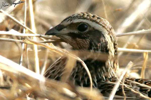 鹌鹑(Coturnix japonica)